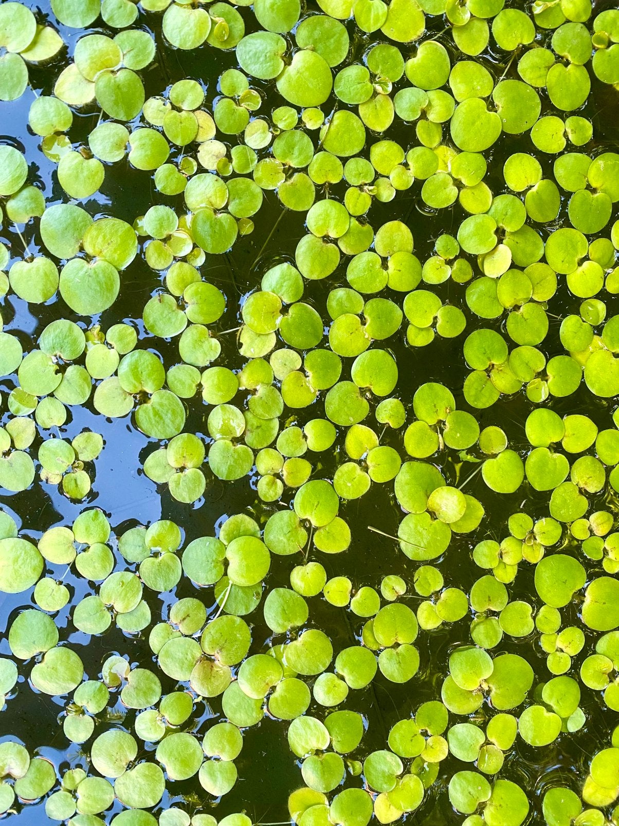 Kikkerbeet, Tuin en Terras, Ophalen, Zo goed als nieuw