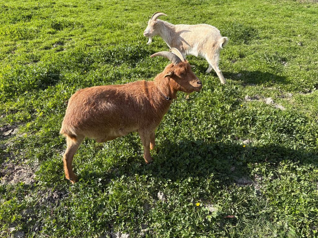 Grande chèvre et 2 boucs castres, Plusieurs animaux, Chèvre, 0 à 2 ans