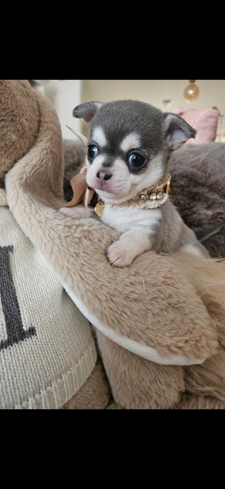 Chihuahua teefje, België, Fokker | Hobbymatig, 8 tot 15 weken, Teef