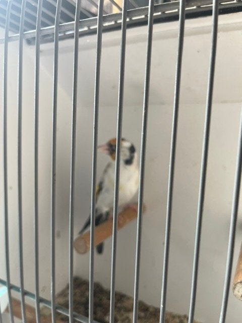 Putters, Meerdere dieren, Wildzangvogel, Geringd