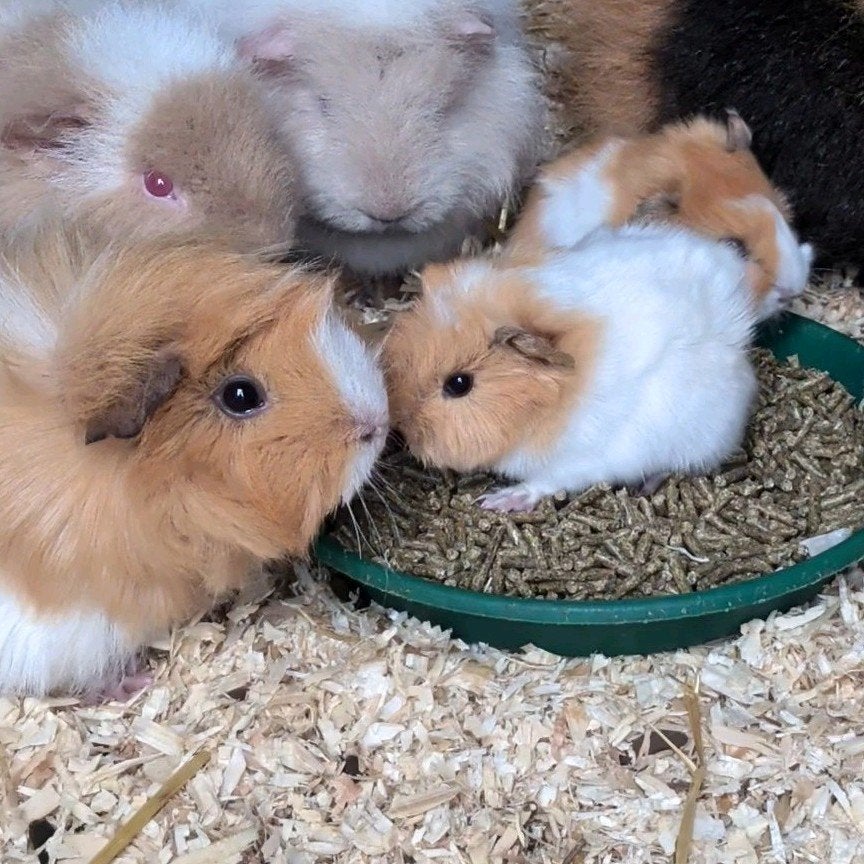 Schattige en tamme baby borstel cavia's, Cavia, Juni, Meerdere dieren, Tam