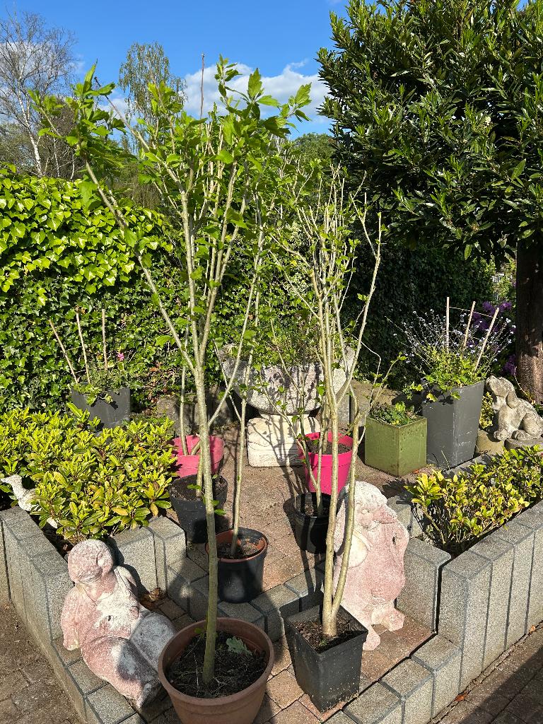 Hibiscus blauw roze en wit, Tuin en Terras, Ophalen of Verzenden