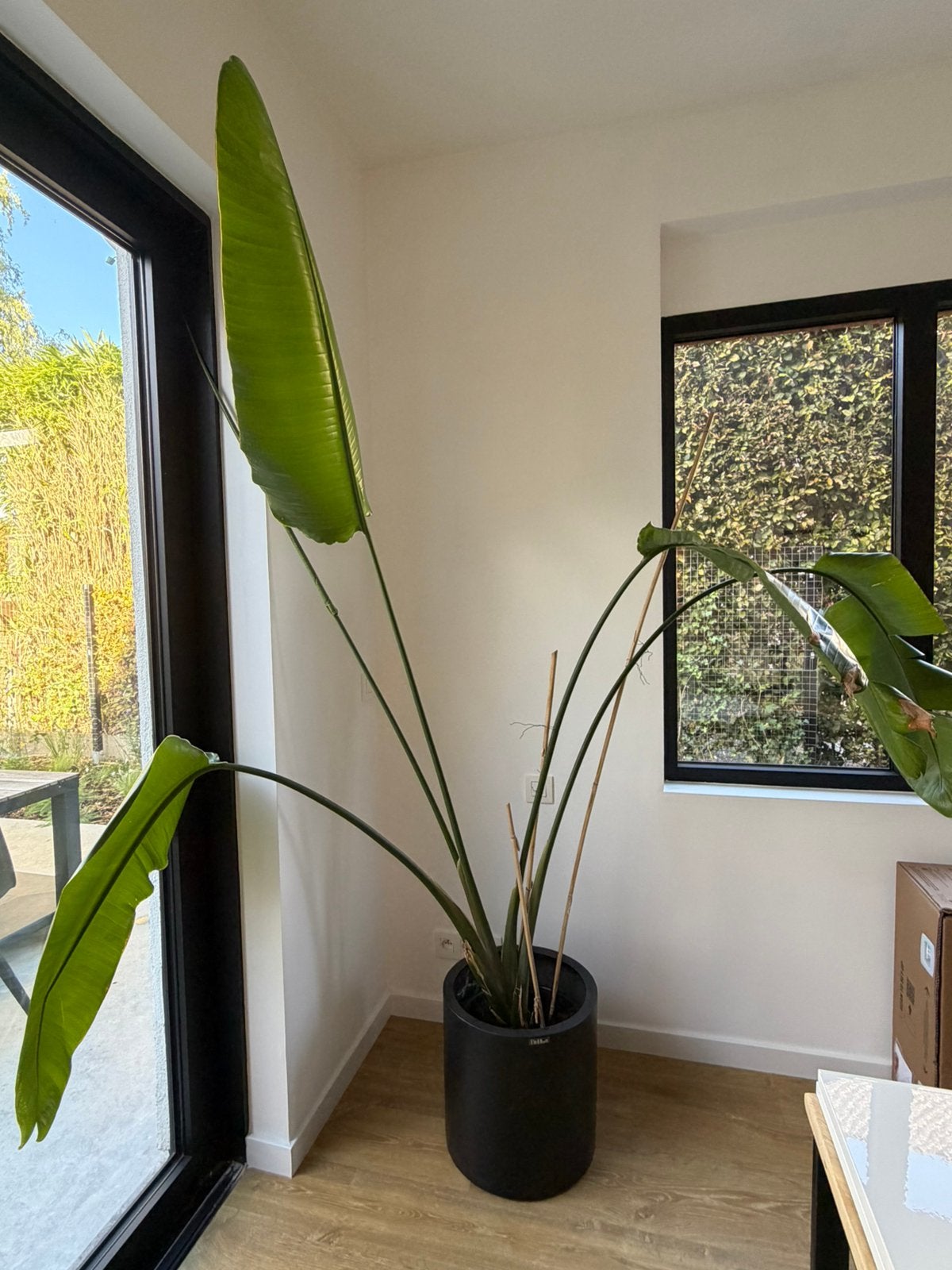 Strelitzia XL, Maison & Meubles, Enlèvement