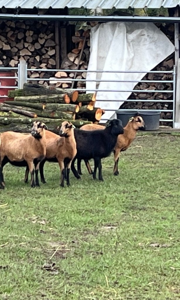 Kameroenschapen 2 jonge ooien / ooien + lammetjes ram/ooi, Dieren en Toebehoren, Schapen, Geiten en Varkens, Meerdere dieren, Schaap
