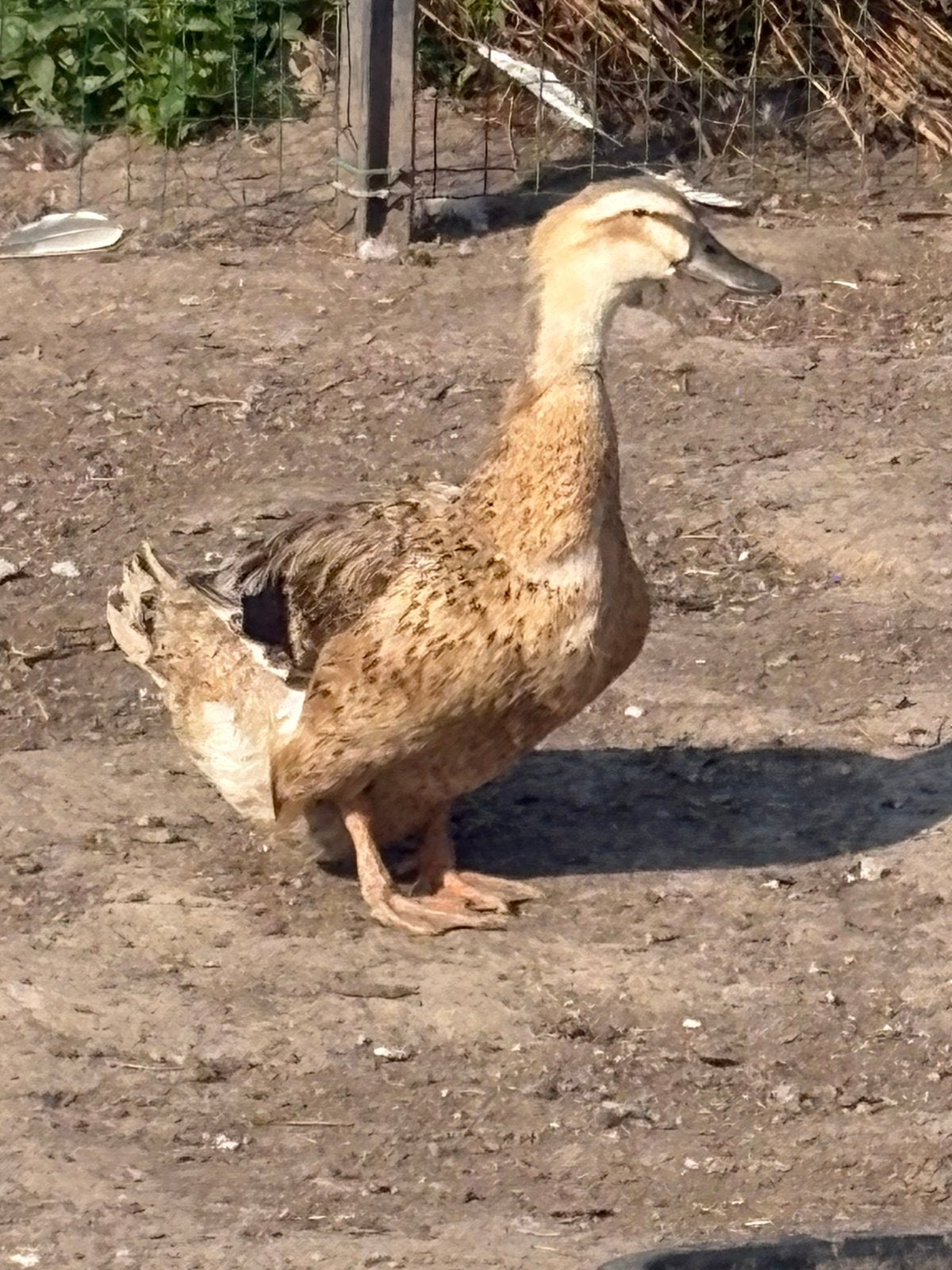 Eenden, Animaux & Accessoires, Volatiles, Femelle, Canard