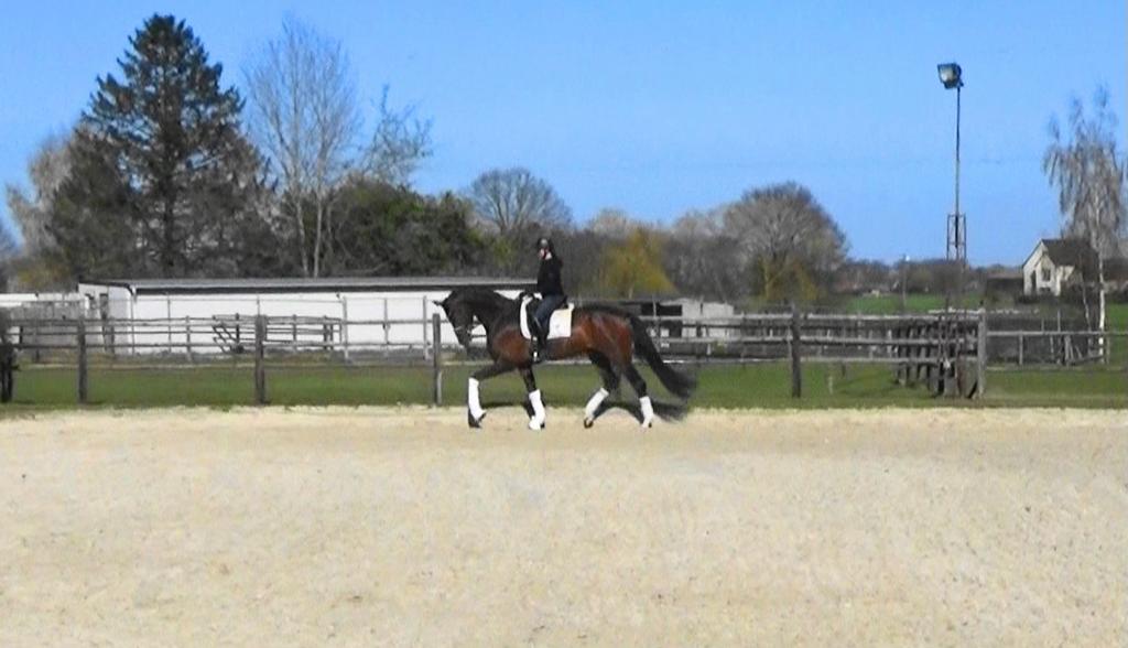 Talentvolle 4 jr dressuur ruin, Hermes x Vivaldi, Dieren en Toebehoren, Paarden, Met stamboom, Ruin, Dressuurpaard, L