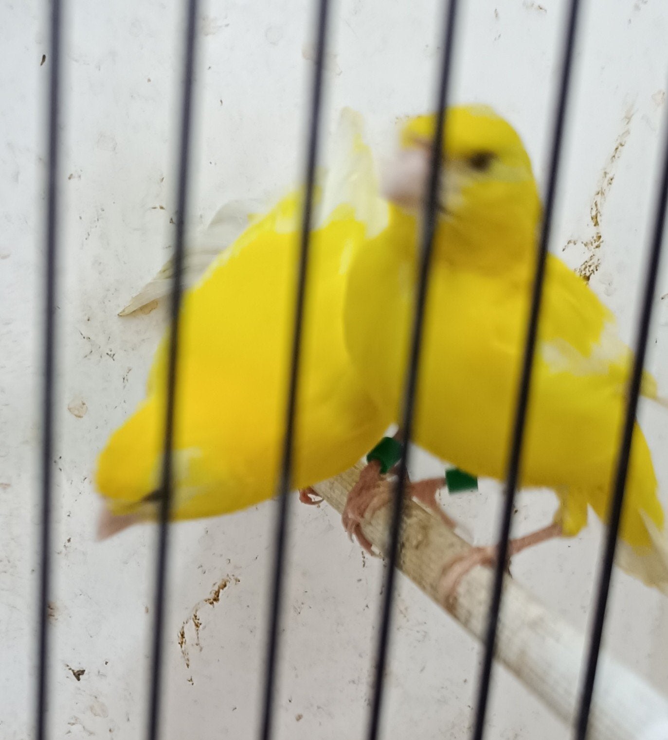 Canaris, Animaux & Accessoires