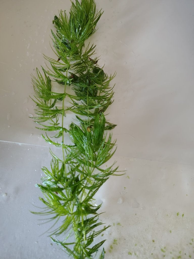 Aquariumplanten, Dieren en Toebehoren, Ophalen, Zo goed als nieuw, Plant(en), Steen of Hout
