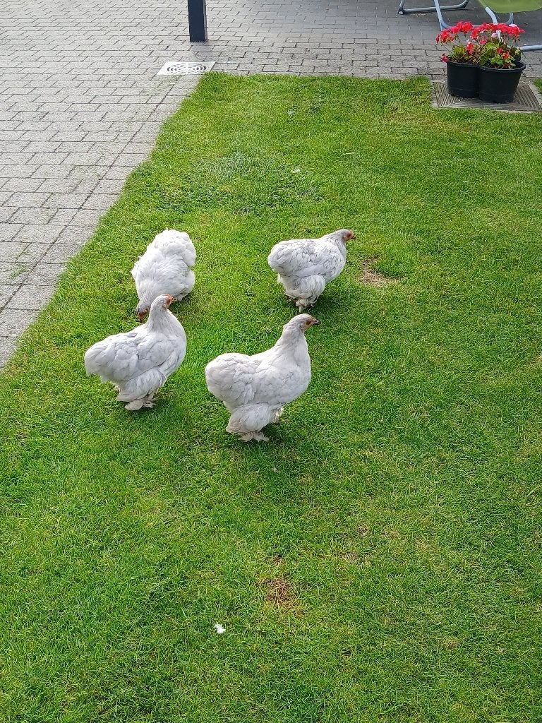 Cochine kriel, Femelle, Poule ou poulet