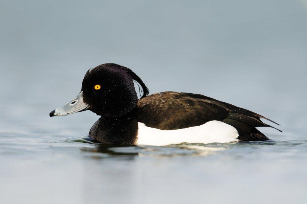 Siereenden - Europese Kuifeend, Dieren en Toebehoren, Pluimvee, Meerdere dieren, Eend