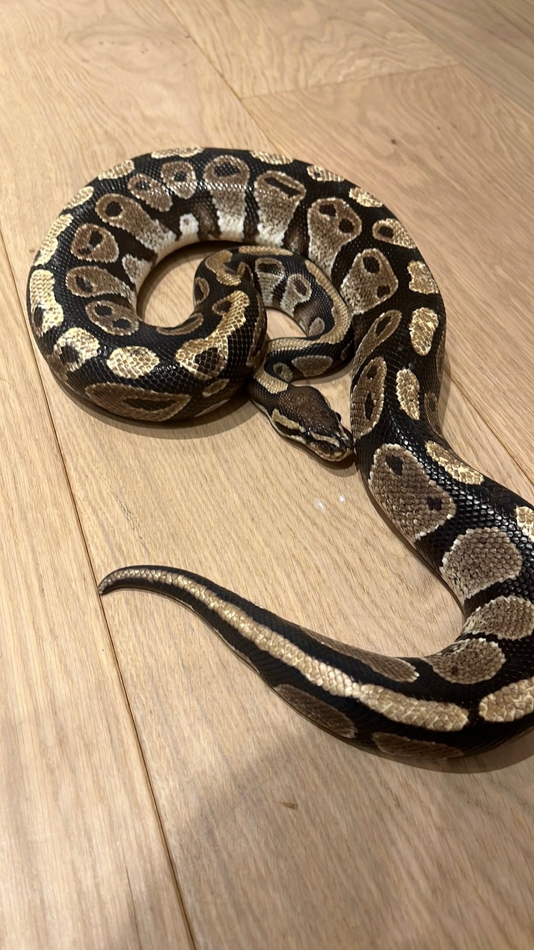 Python Réjus, Serpent, Domestique, 0 à 2 ans