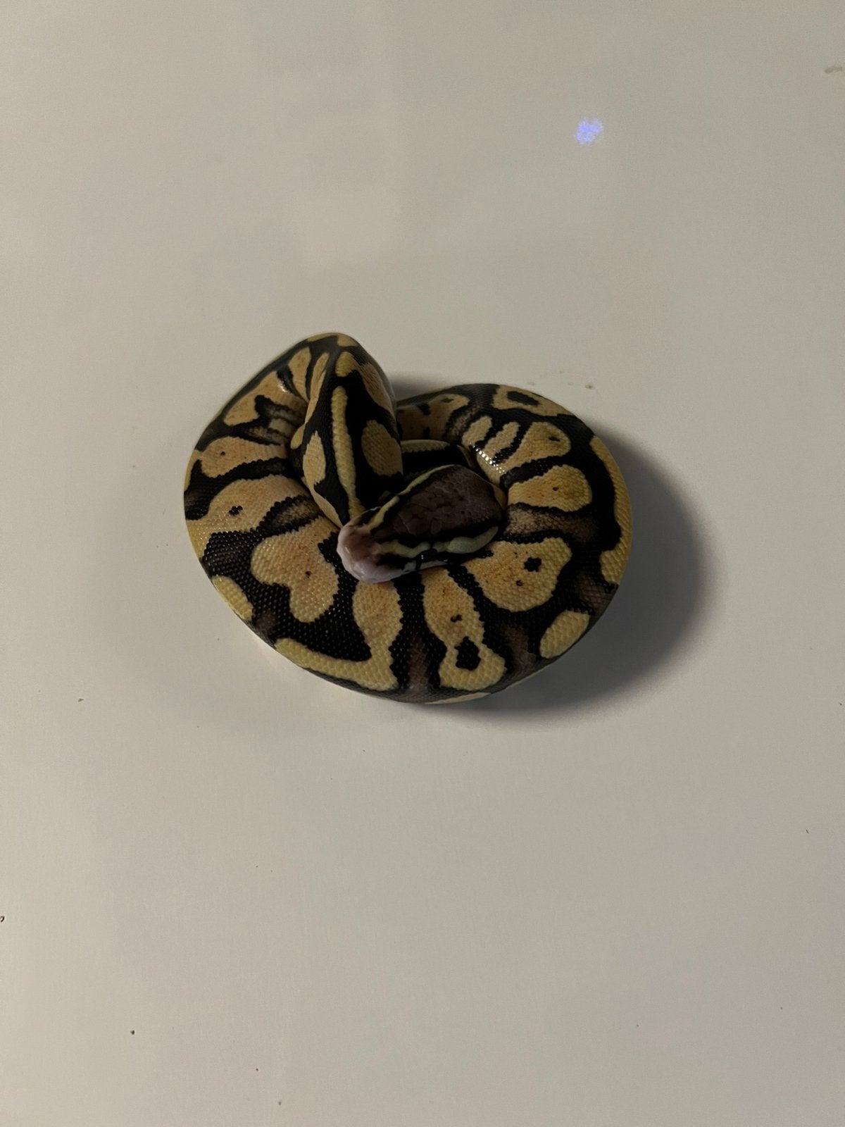 0.1 Pastel Het Axanthic TSK Ball Python - female for sale from aiko.guldix
