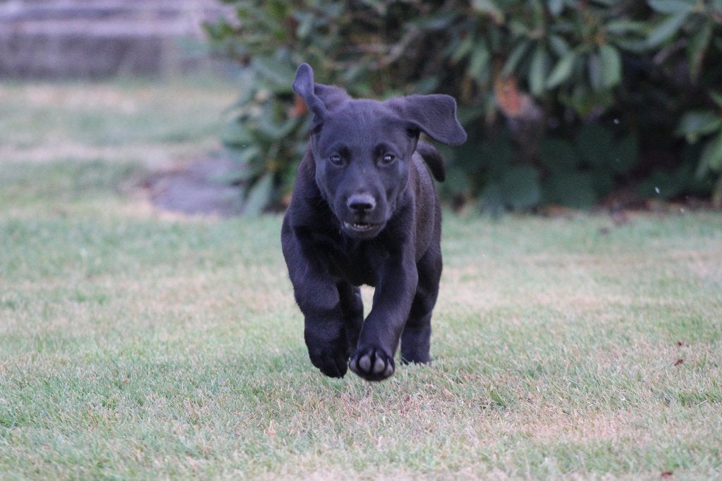 Labrador reutje, Animaux & Accessoires, Chiens | Retrievers, Épagneuls & Chiens d'eau, Chien (mâle), Belgique, 8 à 15 semaines
