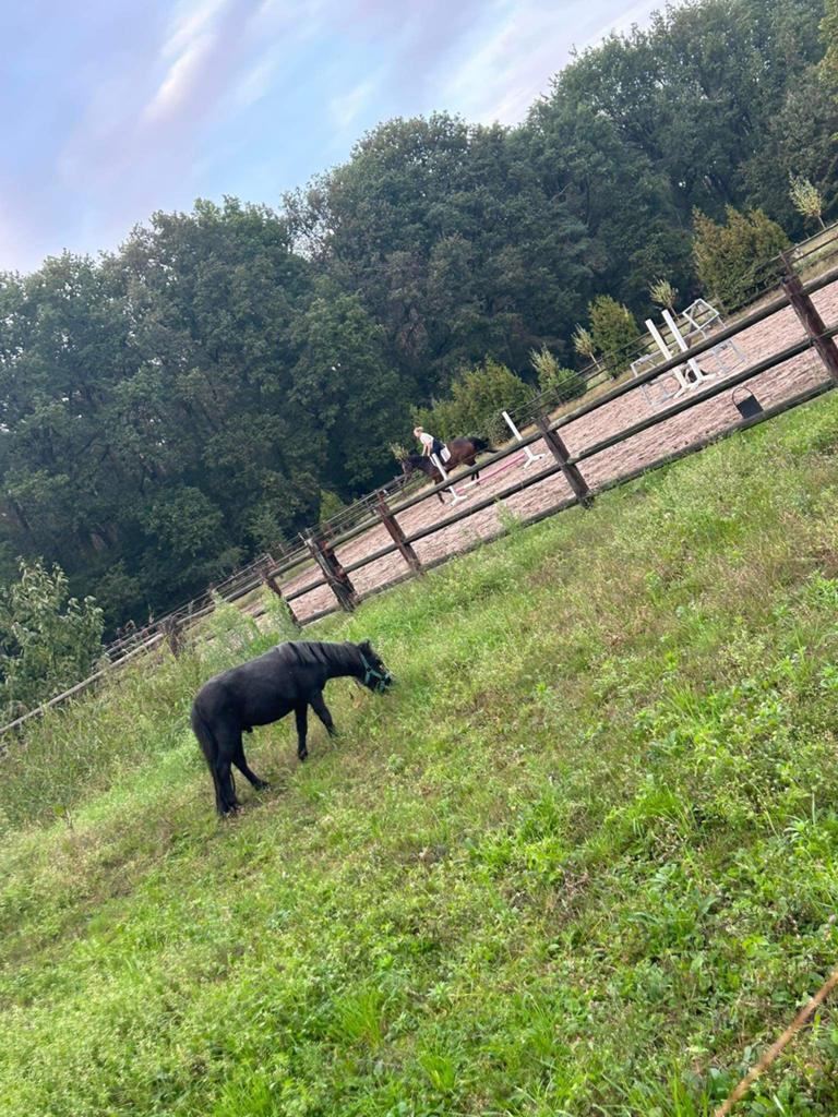Louike, Dieren en Toebehoren, Stalling en Weidegang