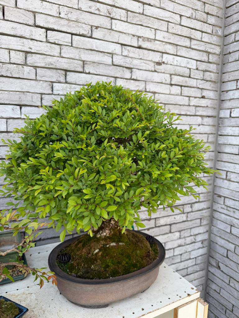 Chinese elm bonsai, Ophalen of Verzenden