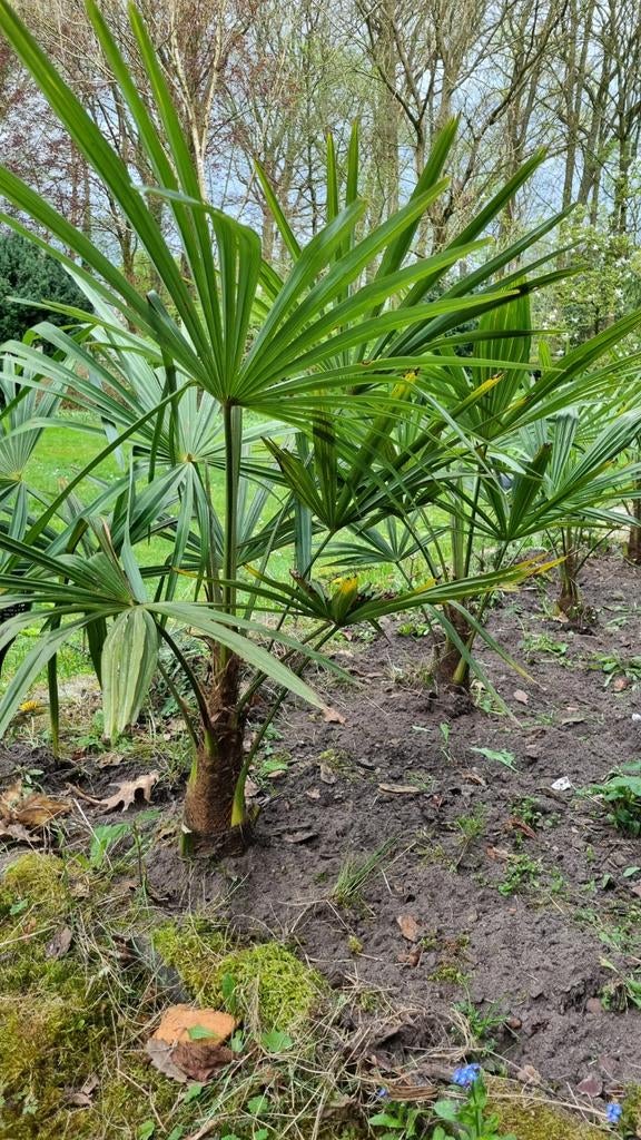 Trachycarpus fortunei winterharde palmen 90cm hoog 5j oud, Ophalen, Volle zon, Palmboom, Minder dan 100 cm