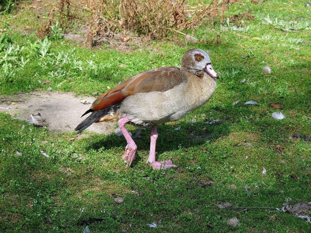 vrouwelijke nijlgans, Wildzangvogel, Tam