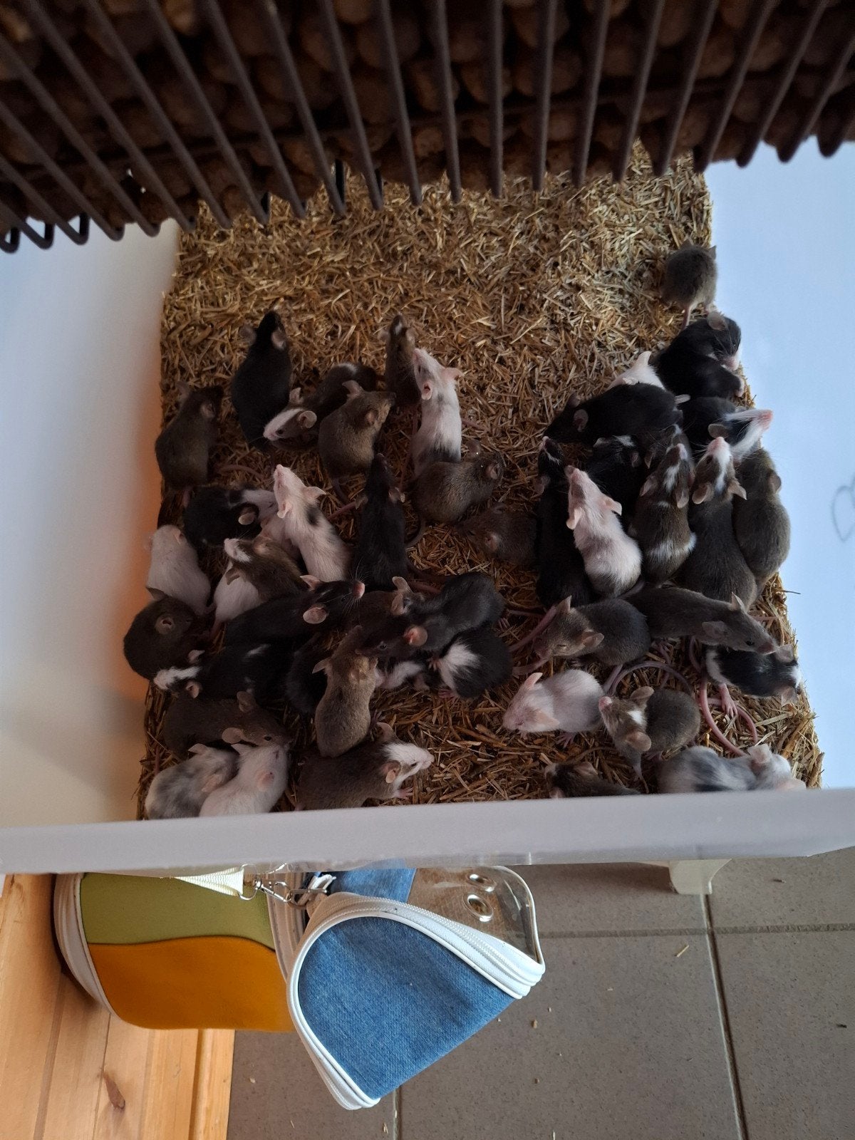 muizen, Dieren en Toebehoren, Knaagdieren, Juni, Meerdere dieren, Muis