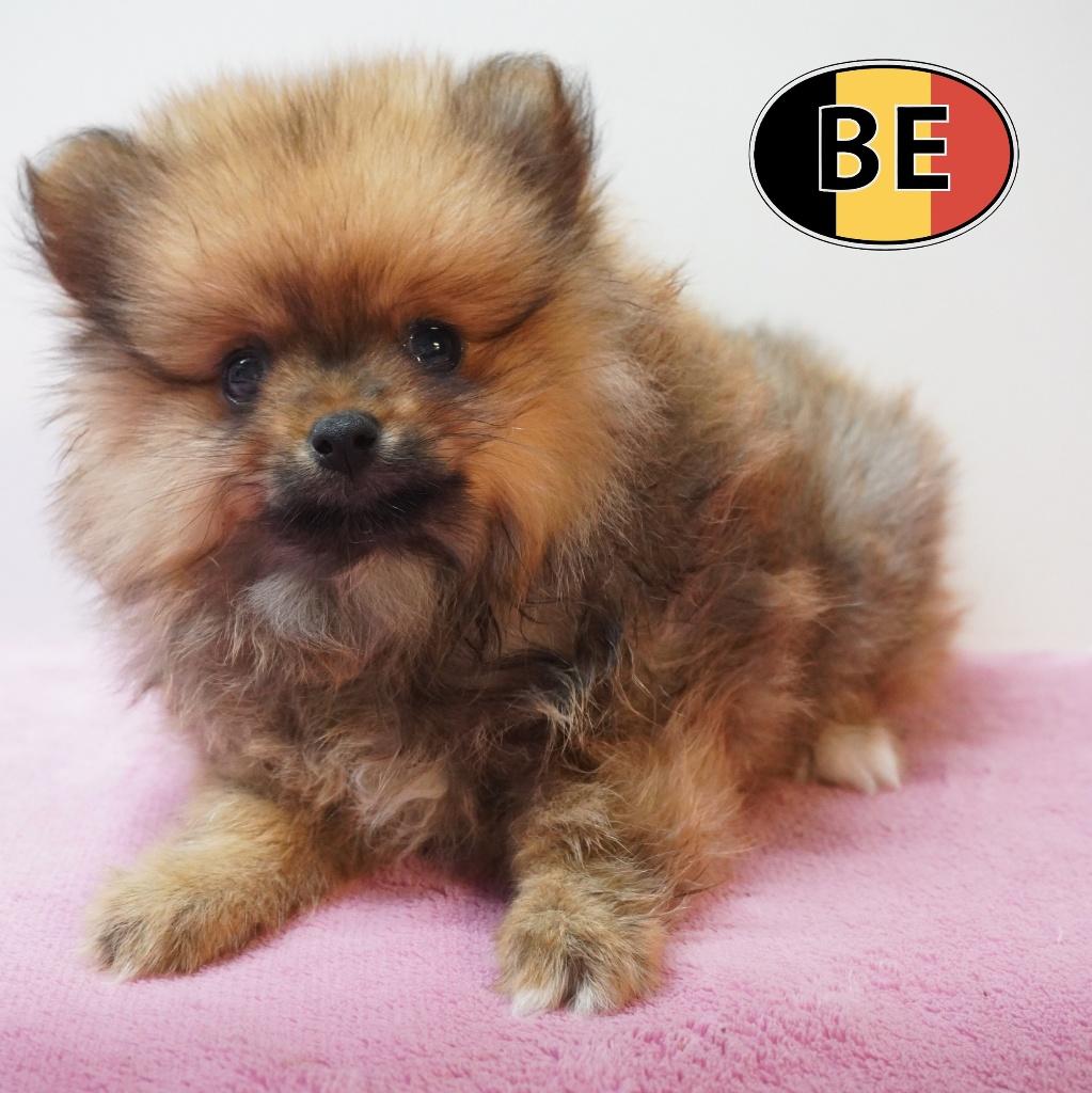 Keesjes pups – energiek, elegant en heerlijk pluizig, Dieren en Toebehoren, Honden | Poolhonden, Keeshonden en Oertypen, Meerdere dieren