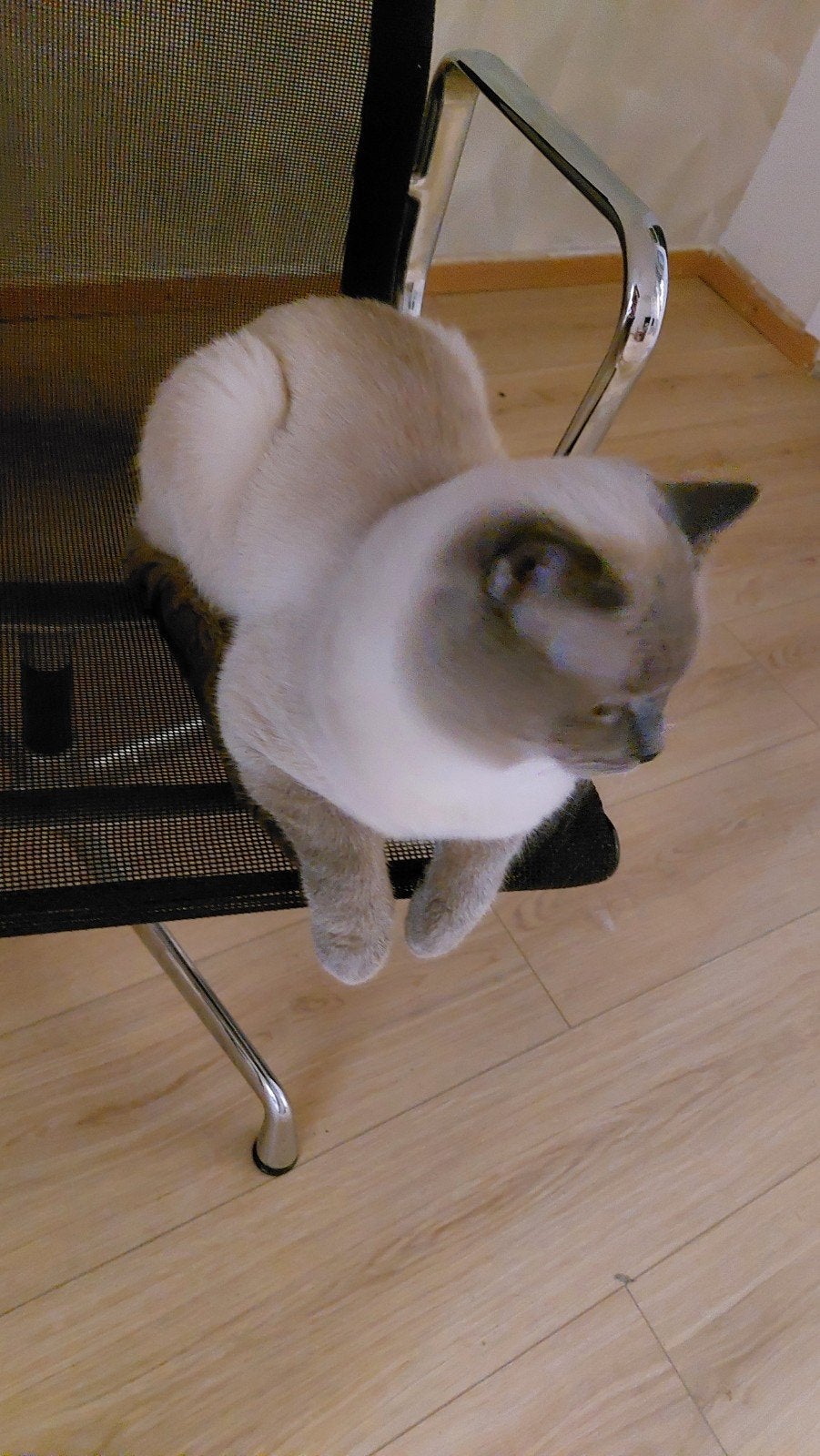 chat, Kater, Ingeënt, 3 tot 5 jaar
