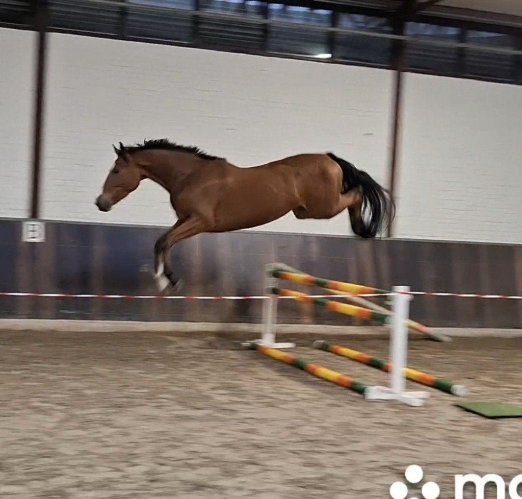 Beter 3,5 jarig KWPN springpaard * zadelmak * top pedigree, Hongre, Débourré, 165 à 170 cm, Cheval de saut