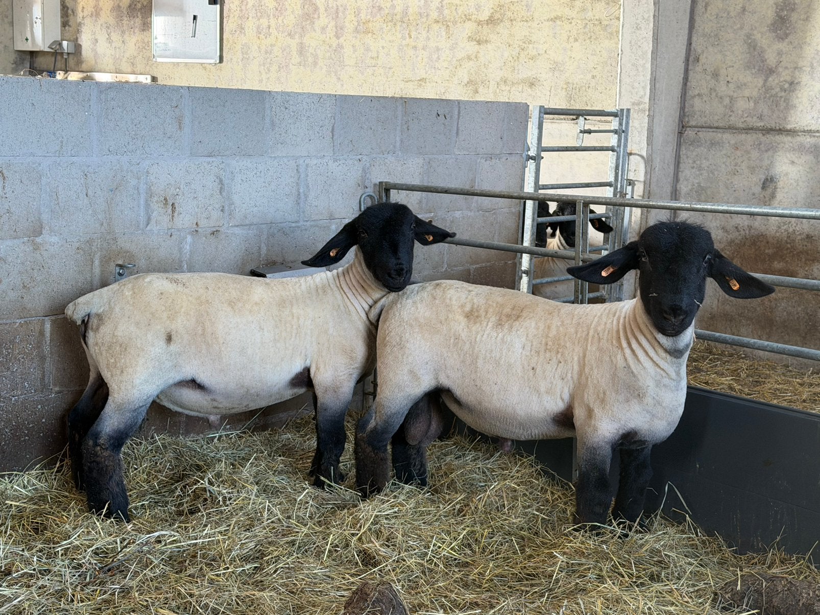 Stamboek suffolk ramlammeren