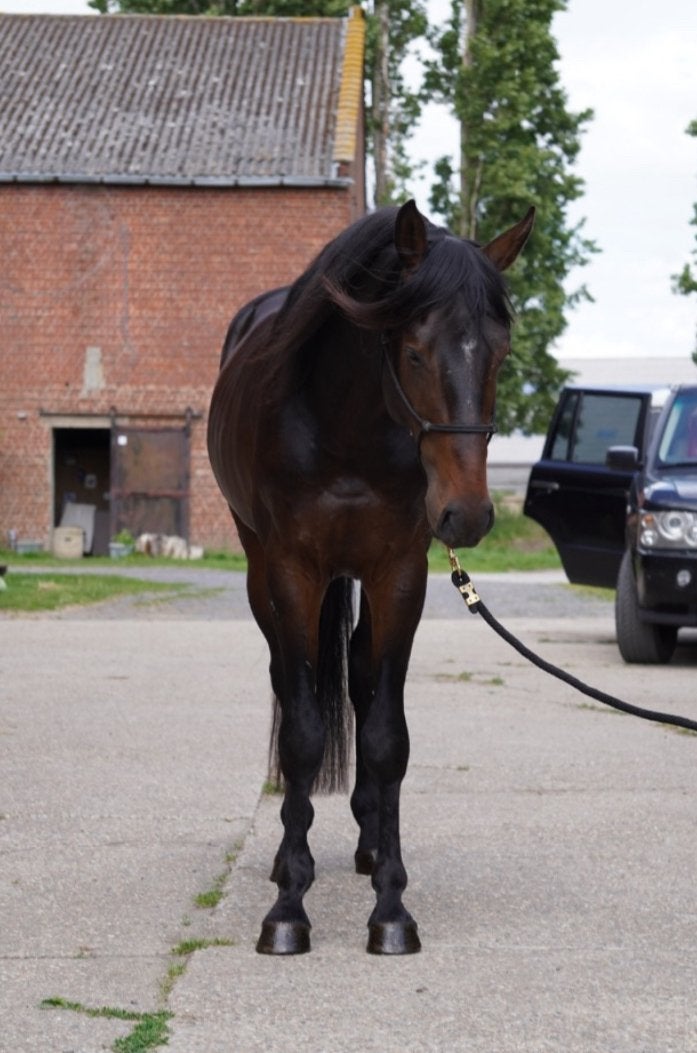 5 jarige hunter/ recreatie hengst, B, Avec pedigree, 160 à 165 cm, Étalon