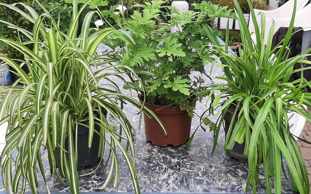 Kamerplanten, Ophalen