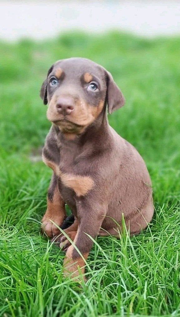 Bruine dobermann puppy, Animaux & Accessoires, Maladie de Carré (chiens), Autres races, 8 à 15 semaines, Plusieurs