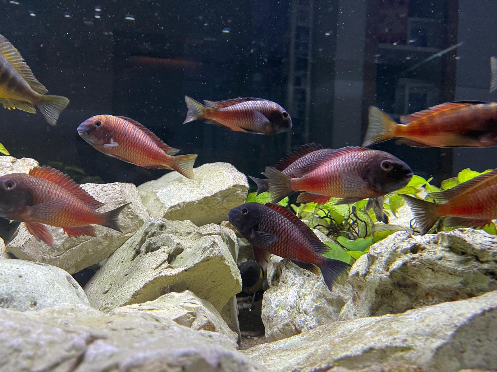 Tropheus Red Chipimbi (Tanganyika), Poisson