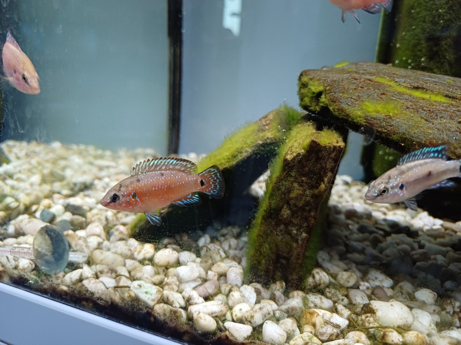 Cichlide Hemichromis Exsul - Rode Acara, Poisson, Poisson d'eau douce
