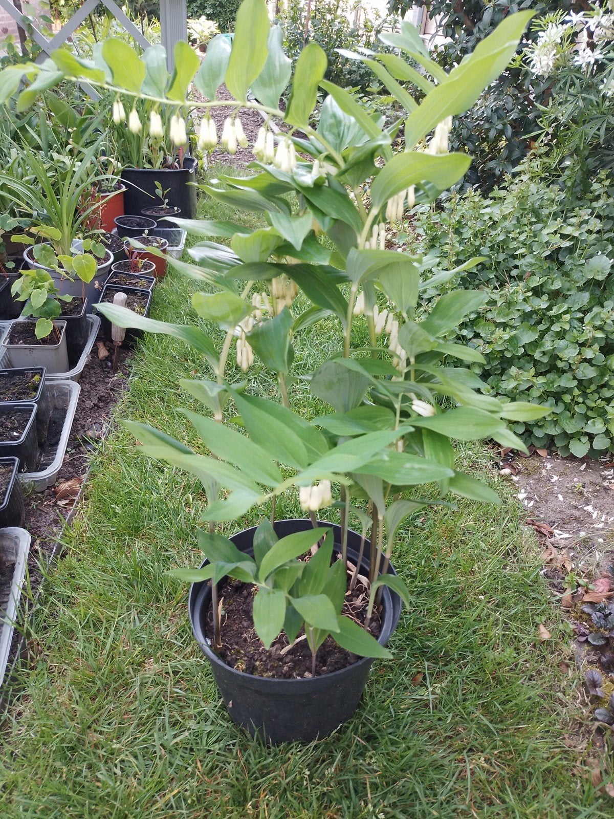 Diverse tuinplanten, Ophalen, Vaste plant, Overige soorten