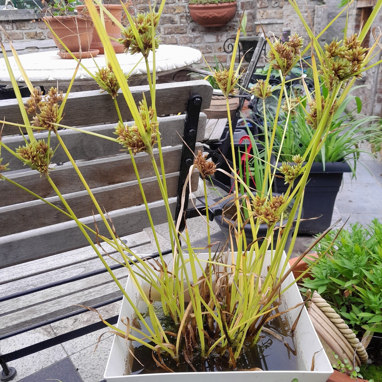 papyrus planten, Enlèvement, Hiver
