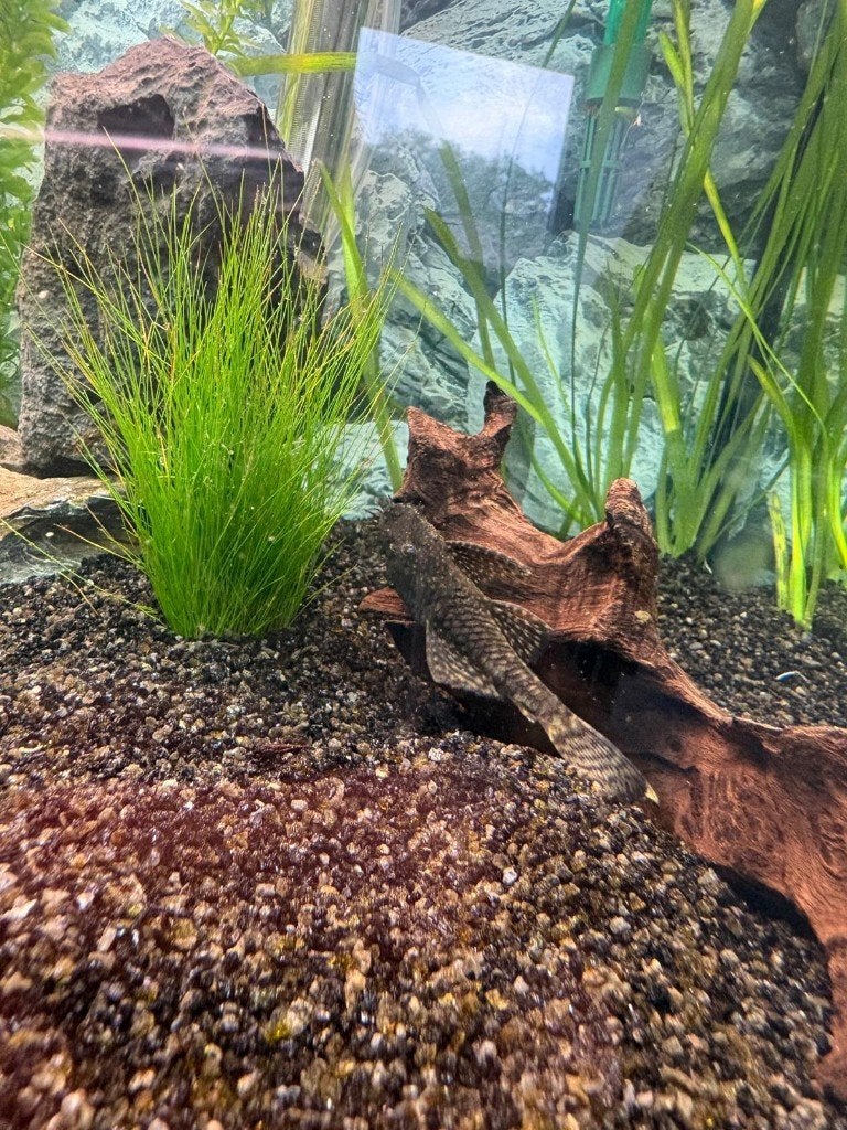 4 Ancistrus, Dieren en Toebehoren, Vis, Zoetwatervis