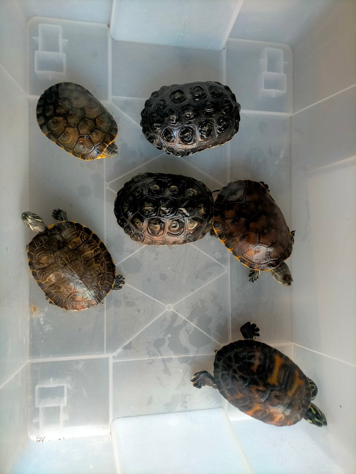 6 waterschildpadden met filter FX6, Dieren en Toebehoren, Schildpad, 0 tot 2 jaar