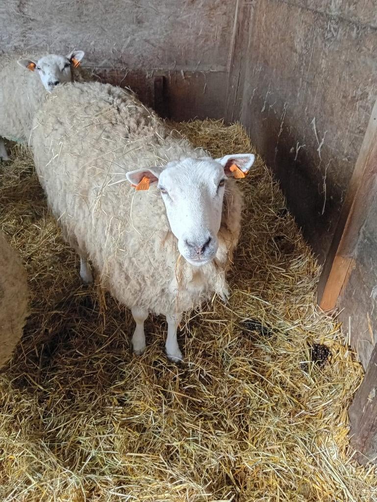 2 ooien, Dieren en Toebehoren, Pluimvee