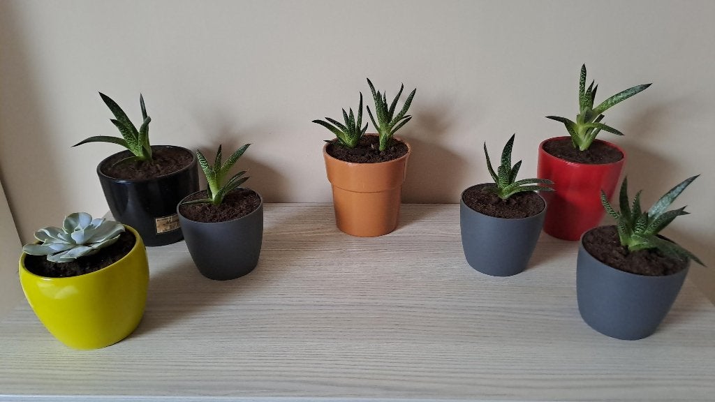 vetplantjes, Huis en Inrichting, Kamerplanten, Ophalen, Vetplant, In pot