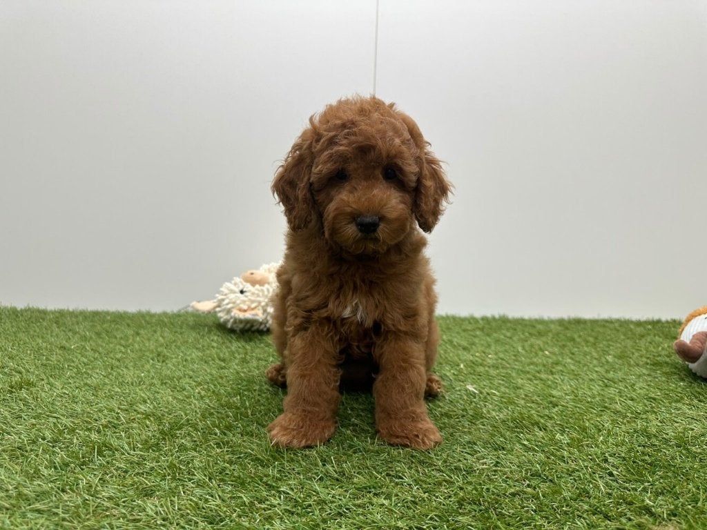 Poedel pups, Dieren en Toebehoren, Poedel, België, 8 tot 15 weken, CDV (hondenziekte)