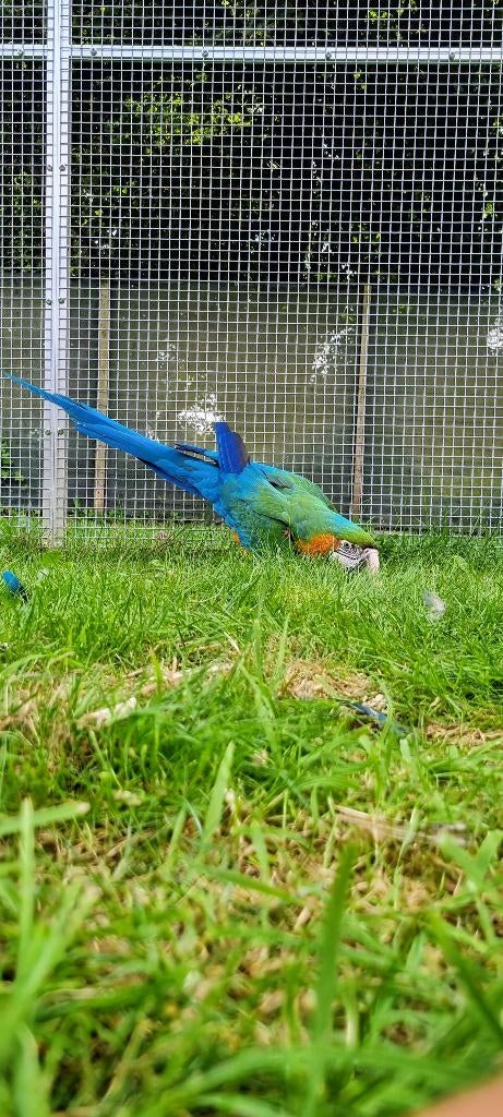 Ara vrouw, Dieren en Toebehoren, Vogels | Parkieten en Papegaaien, Vrouwelijk, Papegaai, Geringd