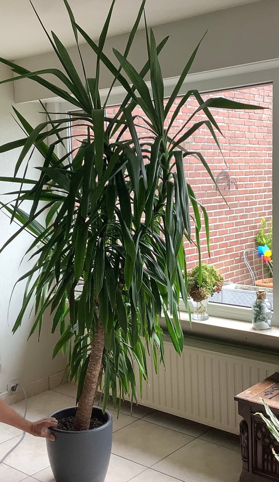 Grand et magnifique Yucca Elephantipes de 240 cm avec pot., Plante verte, Enlèvement, Yucca, 200 cm ou plus