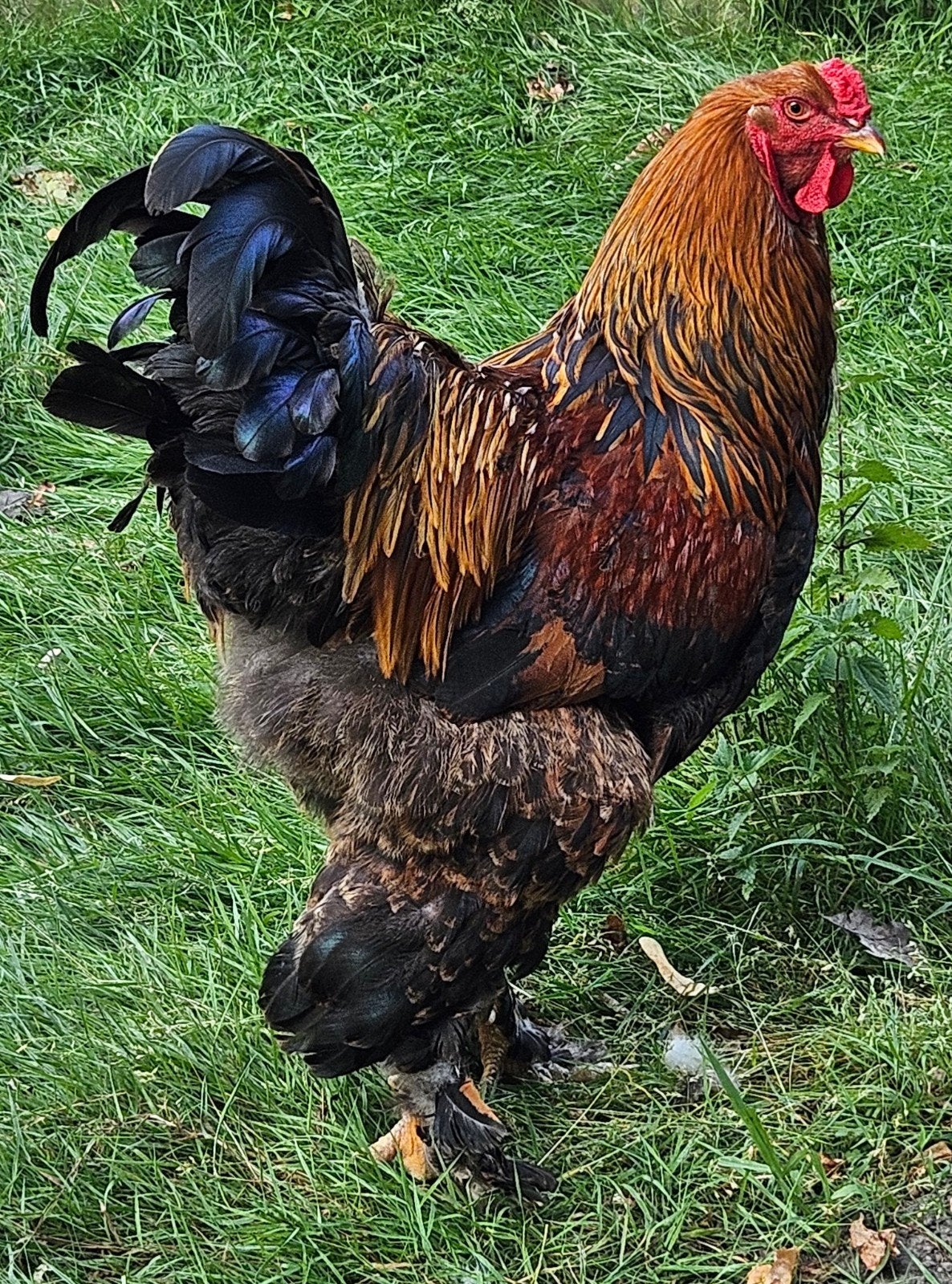 Brahma, Dieren en Toebehoren, Pluimvee