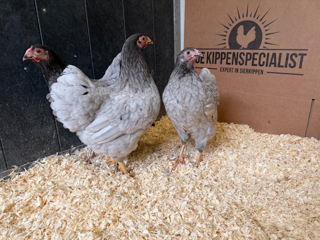 Jonge tamme Wyandotte kriel Grijs Blauw gesekst en ingeënt, Dieren en Toebehoren, Pluimvee, Vrouwelijk, Kip