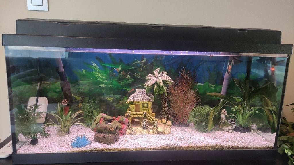 Aquarium, Animaux & Accessoires, Enlèvement, Plantes incluses, Utilisé, Decoratie