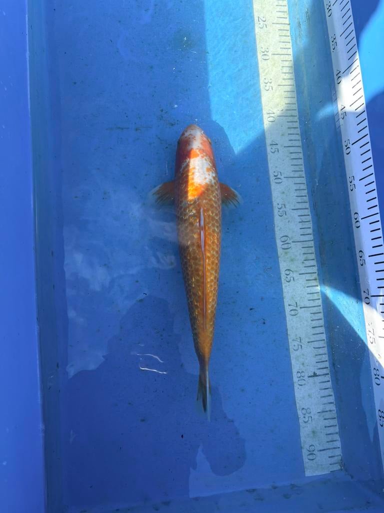 Koi