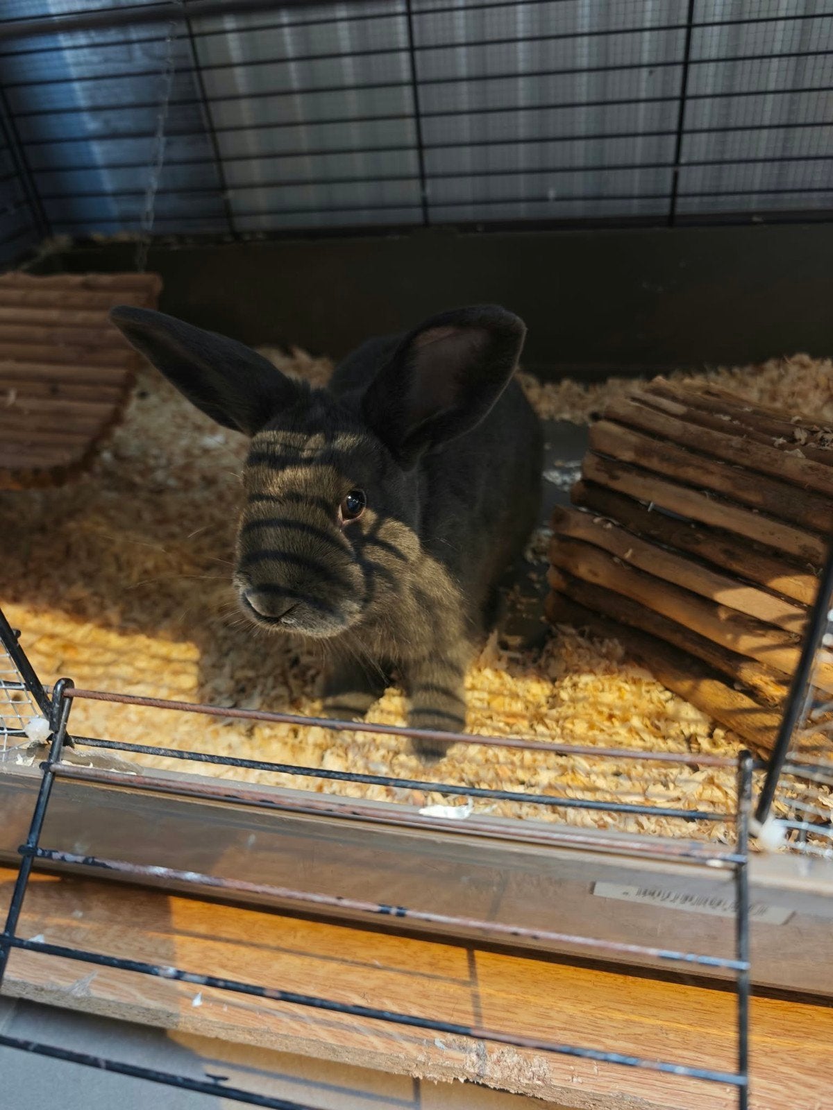 Dwerg konijn, Animaux & Accessoires, Août, Mâle, Autres types