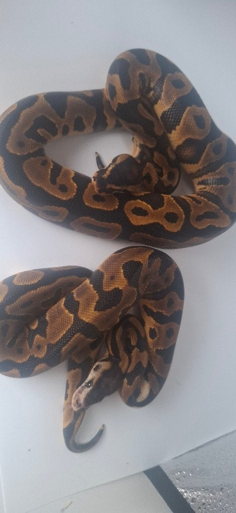Python regius  leopard yellow belly/gravel  poss het clown, Animaux & Accessoires, Enlèvement