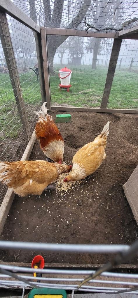 Te koop: Haan en 2 legkippen (mix Vorwerk & Poule de bresse), Dieren en Toebehoren, Pluimvee