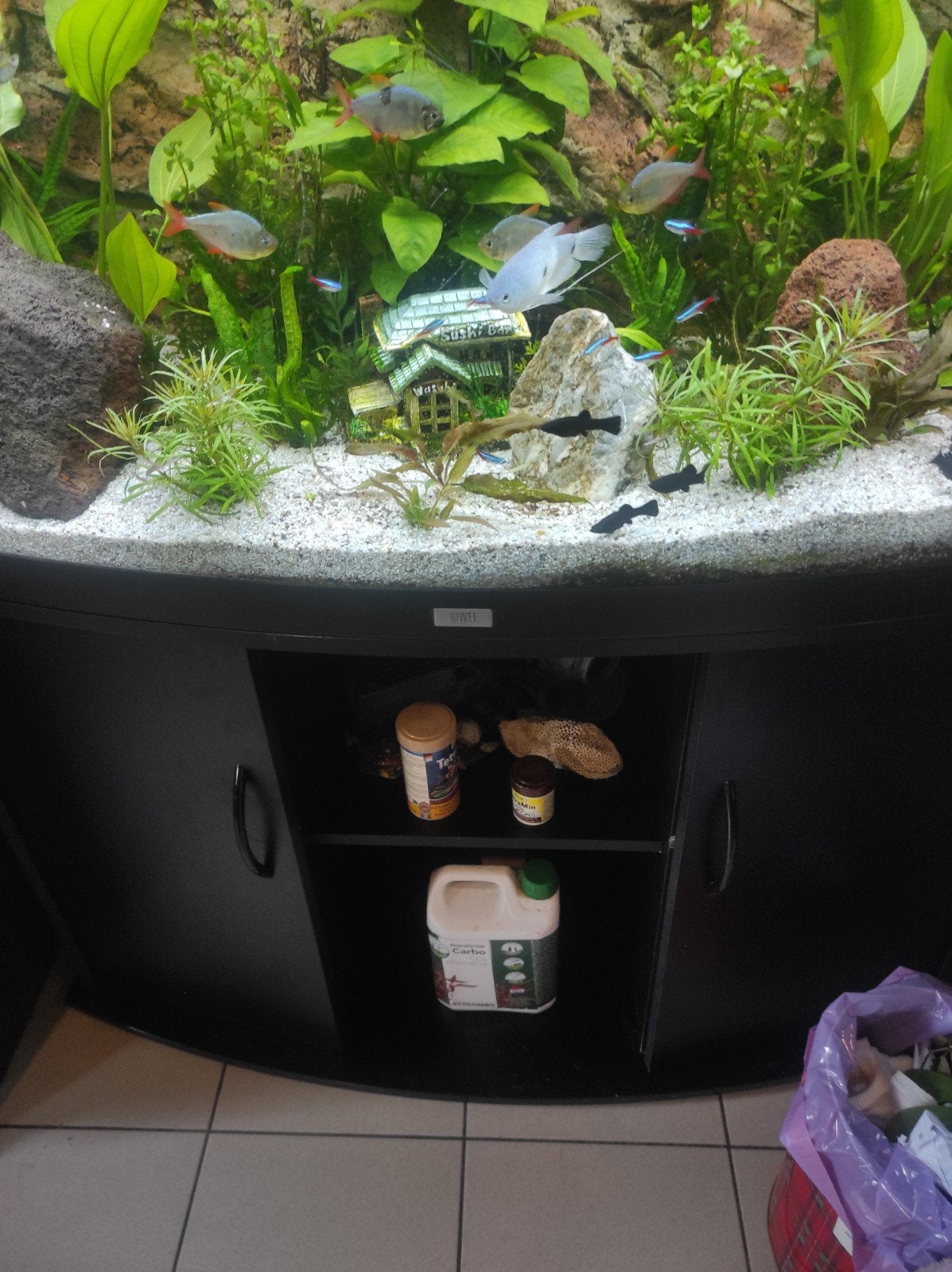 groot tropisch visaquarium, Ophalen, Gebruikt, Inclusief vissen, Gevuld zoetwateraquarium