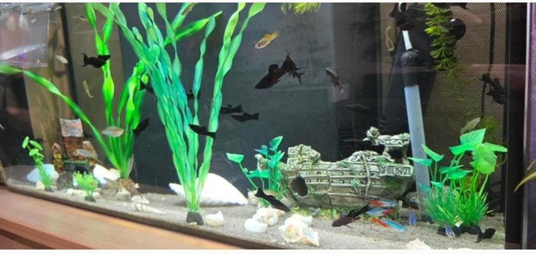 mooi aquarium, Tickets & Billets, Loisirs | Jardins zoologiques