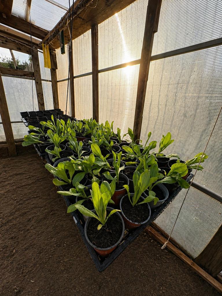 Goudsbloemen te koop, Ophalen